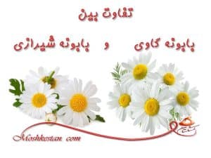 خرید بابونه گاوی