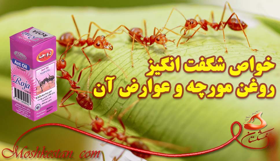 خواص شگفت انگیز روغن مورچه و عوارض آن