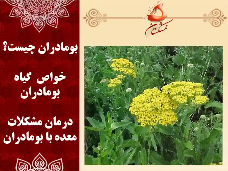 بومادران برای معده