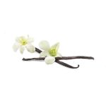 قیمت خرید فروش وانیل ماداگاسکار