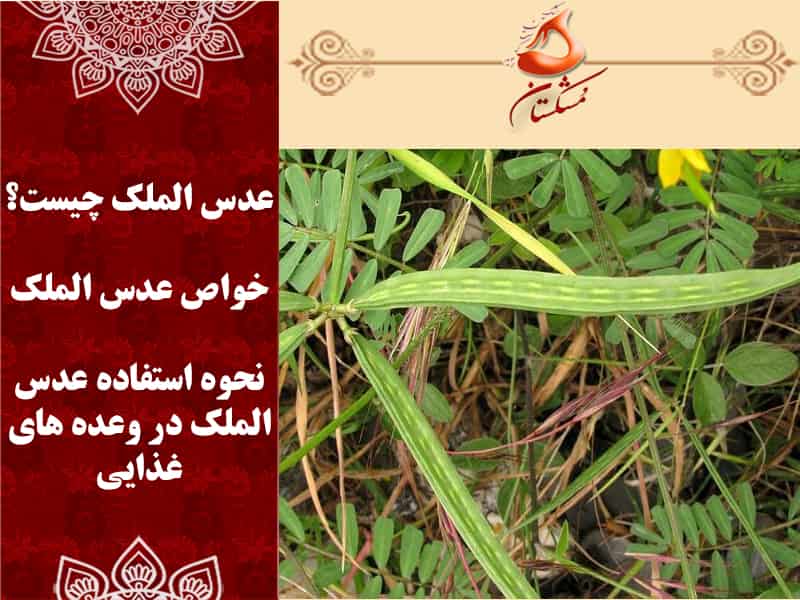 خواص عدس الملک-عدس الملک چیست؟ - عطاری آنلاین مشکستان