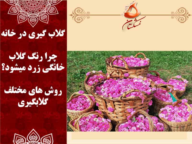 گلاب گیری در خانه