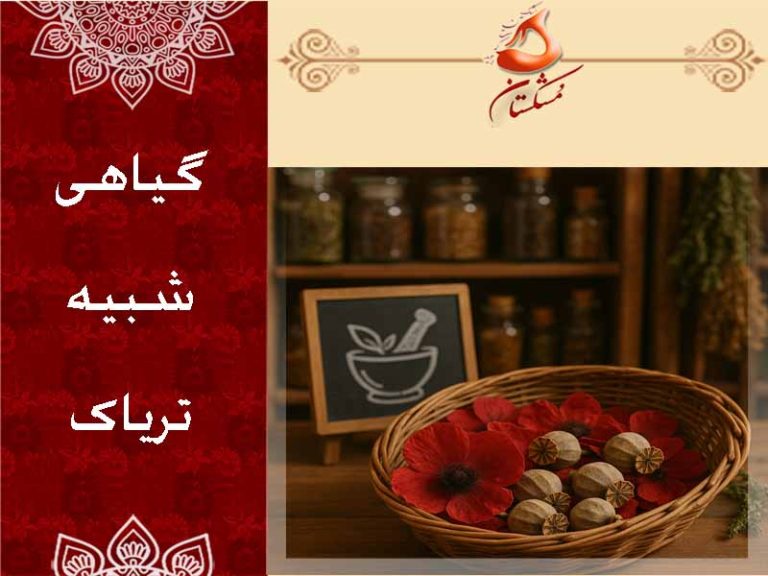 گیاهی شبیه تریاک