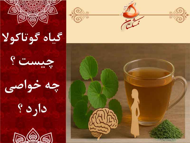گیاه گوتاکولا چیست ؟