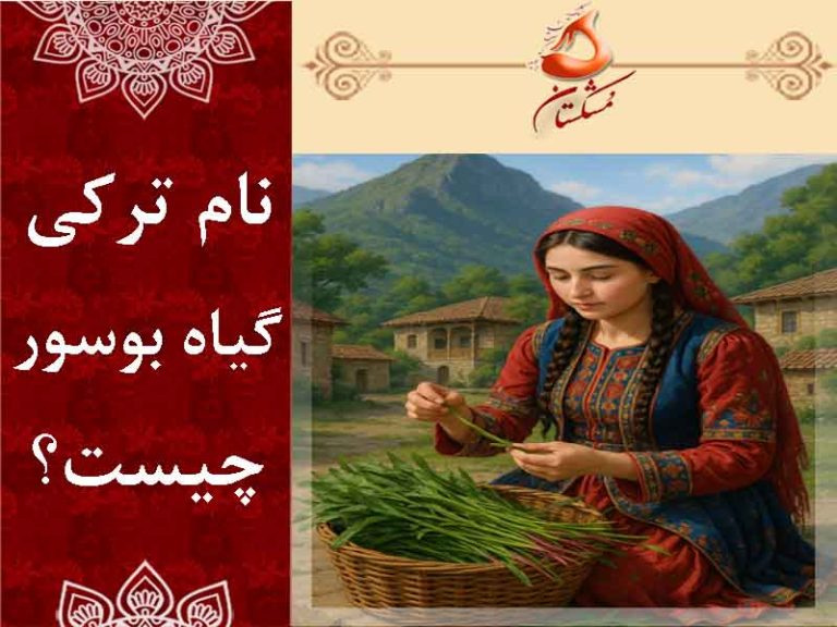 نام ترکی گیاه بوسور چیست